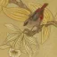 Gaston SUISSE (1896-1988) - Astrild dans les fleurs de vanille